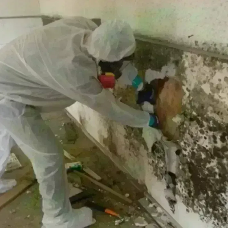 Mold Remediation and Removal in Spring Lake, MI